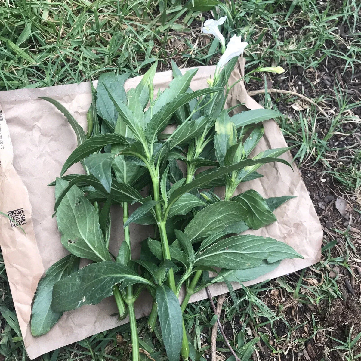 White Mexican Petunia Cuttings - 4 Live 6-8" Ruellia Tuberosa Unrooted Plant Clippings