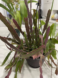 Epiphyllum Cuttings Set of 4 Hookeri + 1 Blooming Night, 6-8" Long, Fragrant Succulents for Indoor Gardening
