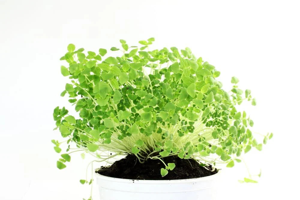 Chia Seeds for Planting - Organic Chia Microgreens (Salvia hispanica) - Non-GMO, Heirloom, Easy to Grow