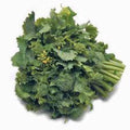 Broccoli Raab Seeds - 25+ Heirloom Seeds - Delicious Culinary Delight - Brassica rapa var. ruvo