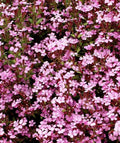 Rock Soapwort Seeds, Pink Spreading Perennial Groundcover, Saponaria ocymoides, Non-GMO, 1000 Seeds