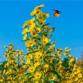 Maximilian Sunflower Seeds, Non-GMO, Perennial Flower Seeds, Helianthus maximiliani, Vibrant Yellow Blooms