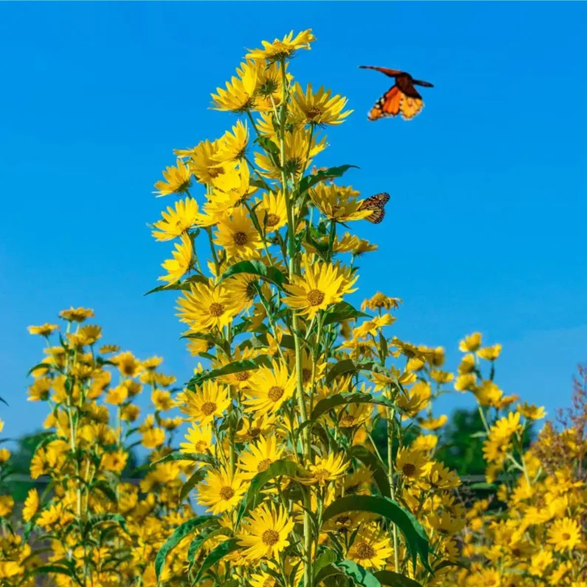 Maximilian Sunflower Seeds, Non-GMO, Perennial Flower Seeds, Helianthus maximiliani, Vibrant Yellow Blooms