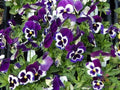 200+ Sorbet XP Purple Pansy Seeds - Viola tricolor var. hortensis - Flower Seeds for Garden - USA