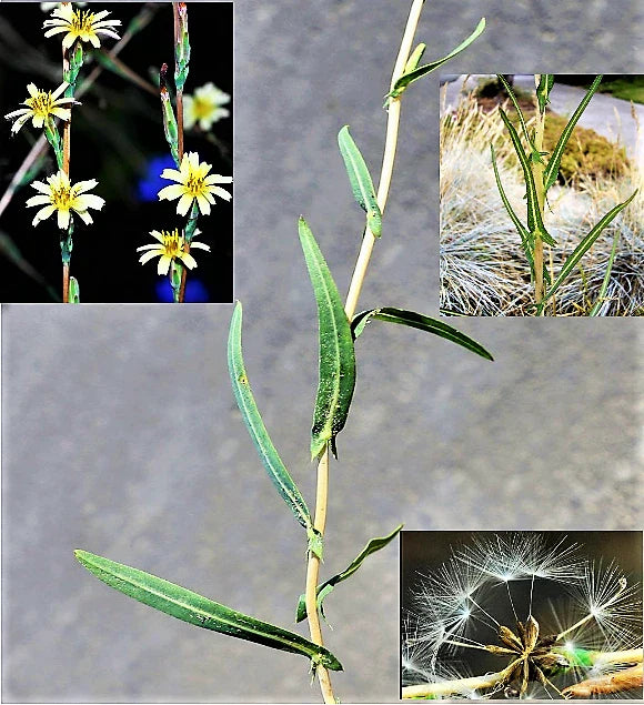 Willowleaf Lettuce Seeds - 30+ Rare Medicinal Herb (Lactuca saligna) Wild Least Lettuce for Gardens & Herbal Use