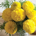 Mary Helen Marigold Seeds - 25+ Pack - Tagetes erecta - USA Grown