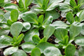 Corn Salad Seeds 300+ Pack - Mache, Lamb's Lettuce Heirloom - Ships from Iowa, USA