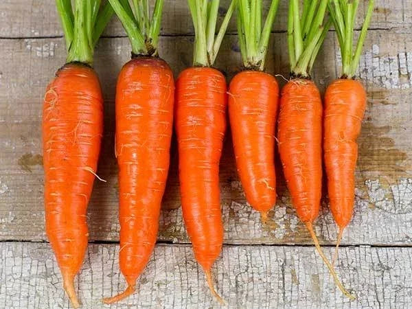 Kuroda Carrot Seeds - Organic Heirloom Daucus carota Vegetable Seeds for Home Garden, Crunchy Roots