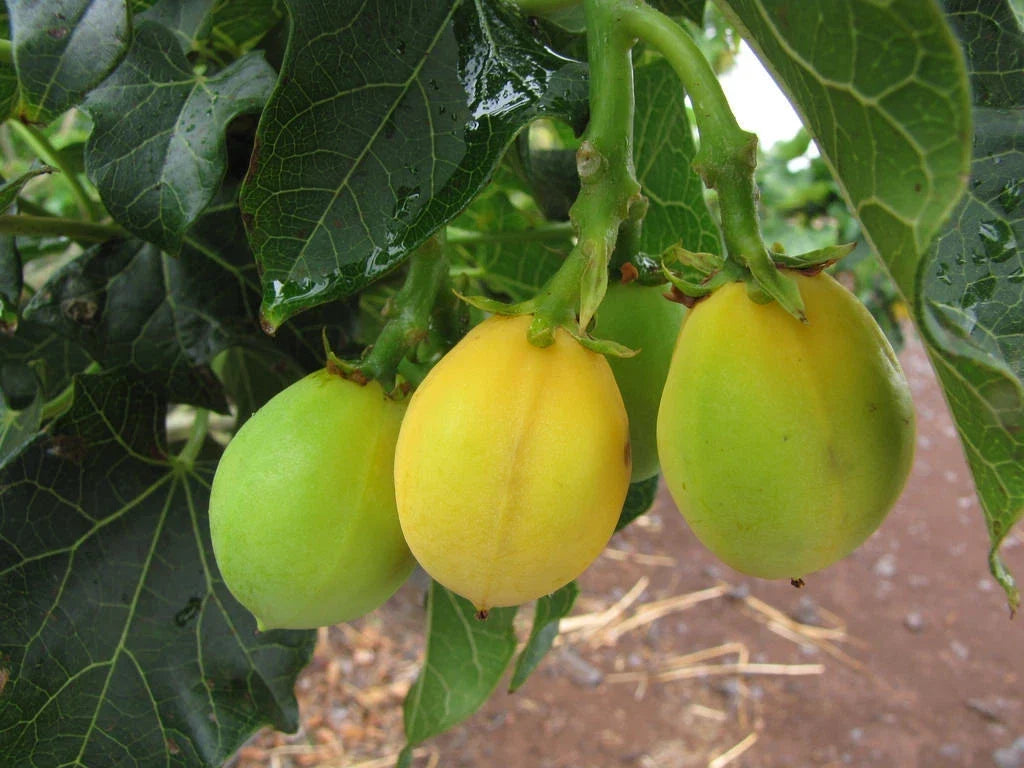 Jatropha Curcas Seeds - 15 Rare Physic Nut Seeds, Drought Tolerant, Barbados Variety, Jatropha for Sustainable Gardening
