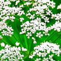 Anise Seeds - Non-GMO Heirloom Garden Seeds - Pimpinella anisum - Aromatic Herb for Cooking & Pollinators