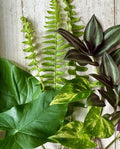 Rooted House Plant Cuttings - 12 Pack Pothos, Wandering Jew, Arrowhead, Ferns - Easy Care Indoor Plants