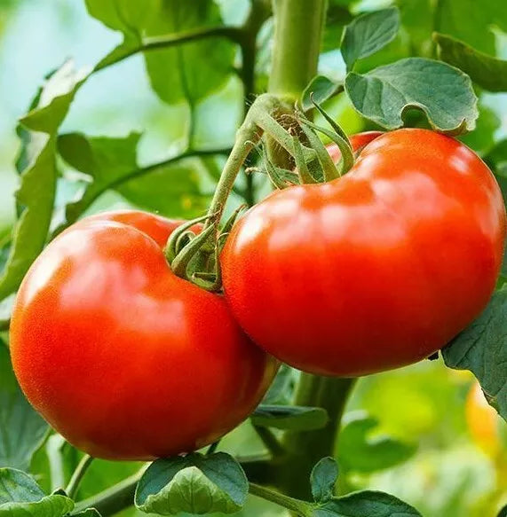 Tomato Seeds 100+ Count - Solanum lycopersicum Culinary Variety for Garden, Containers, Raised Beds