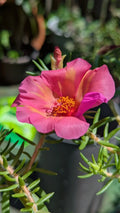 Jumbo Portulaca Cuttings - 5 Unrooted Magenta Orange Splash - Portulaca Grandiflora 'Samba'