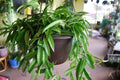 Rooted Starter Cutting Hoya Wayetii - Flowering Tropical Indoor & Outdoor House Plant - Easy Care Climber