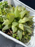 Haworthia Cymbiformis Succulent Plant in 4-Inch Pot, Cathedral Window Haworthia, Green Rosette