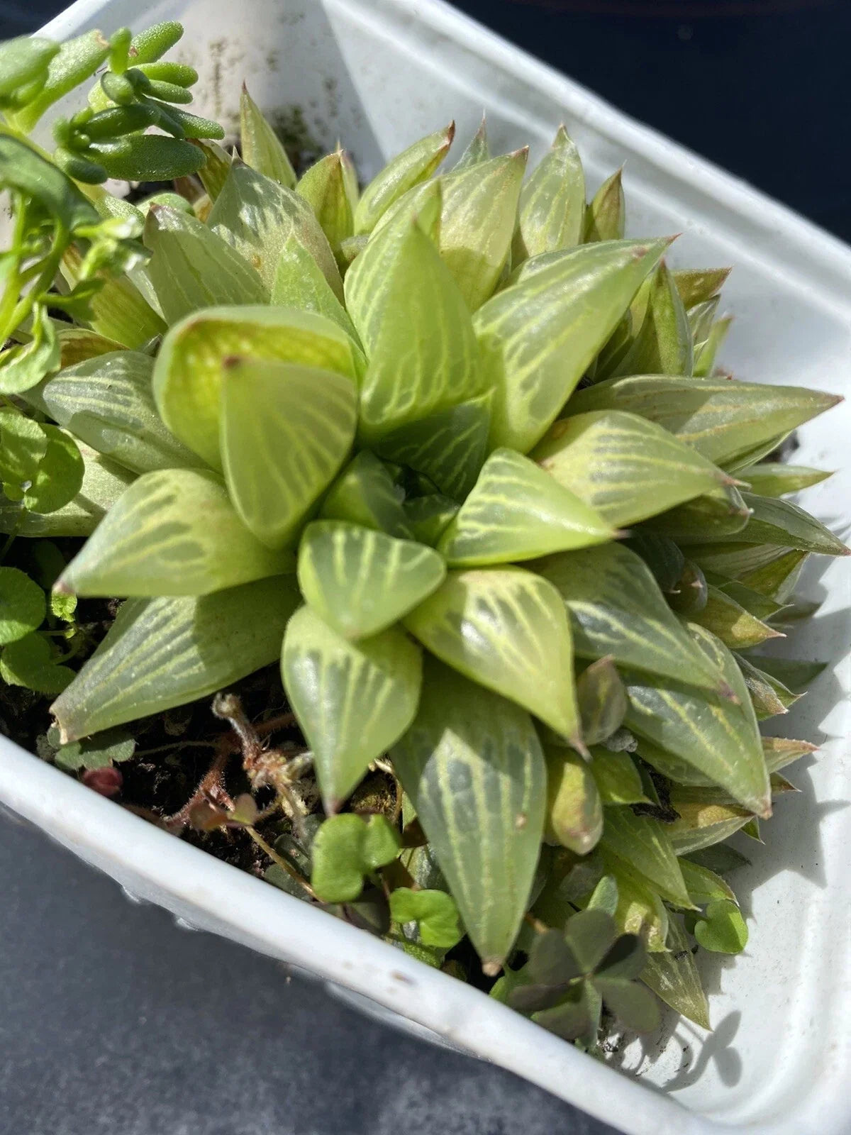 Haworthia Cymbiformis Succulent Plant in 4-Inch Pot, Cathedral Window Haworthia, Green Rosette