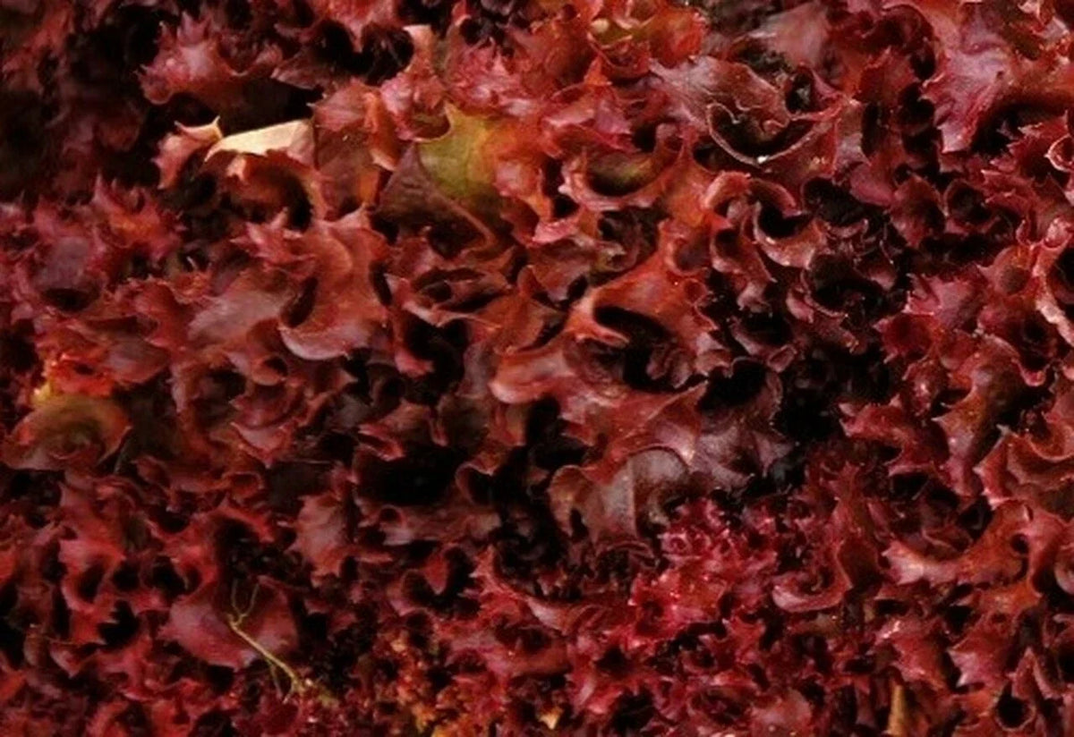 Ruby Red Lettuce Seeds - Heirloom Non-GMO Vegetable Garden Seeds - 600+ Count - Lactuca sativa