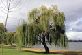 32 Thin Gold Weeping Willow Tree Cuttings for Planting - Salix babylonica