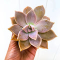 Ghost Plant Succulent - Live Graptopetalum paraguayense in 4-inch Pot, Mother of Pearls, Indoor Low Maintenance Plant