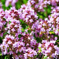 Wild Thyme Seeds 2000 - Creeping & Lemon Thyme Herb Garden Starter - Thymus Pulegioides Non-GMO Ground Cover