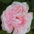Climbing Rose Cuttings - 3 Fresh 6” Unrooted Cuttings - Auswith Variety - Rosa Climbing