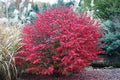Burning Bush Live Bare Root Seedling 4-8 Inches Euonymus alatus Plant