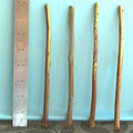Plum Tree Rootstock Cutting, Semi-Dwarf, No Root, for Scion-Wood Grafting, Prunus domestica