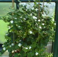 Maid of Orleans Jasmine Starter Plant - Extremely Fragrant - Jasminum sambac - Rooted Indoor/Outdoor Plant