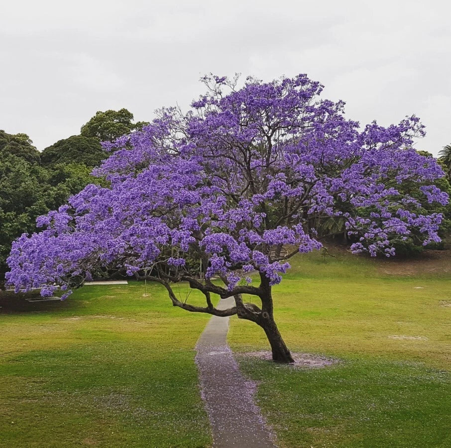 Blue Jacaranda Tree Plant - 6 to 8 Inches - Jacaranda Mimosifolia - Live Indoor/Outdoor Tree