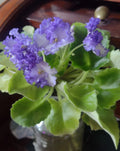 African Violet Cuttings - 2 Unrooted LE Zoryane Syajvo Leaves for Propagation - Saintpaulia ionantha Indoor Plant