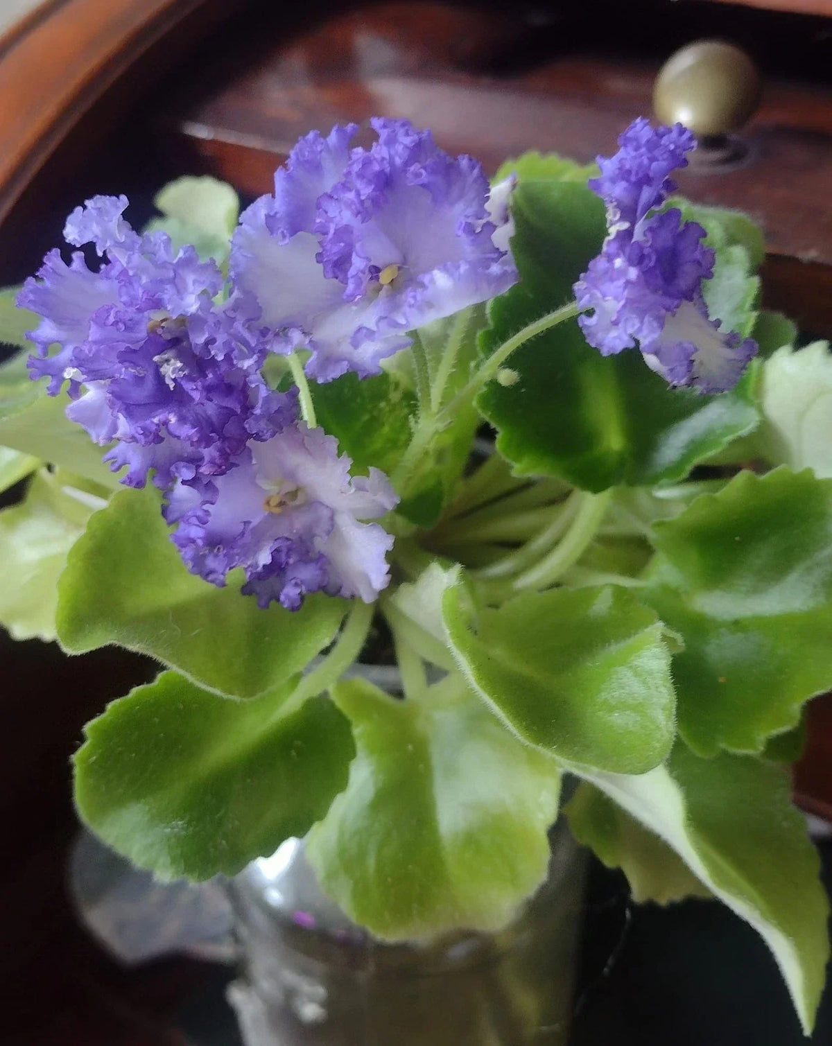 African Violet Cuttings - 2 Unrooted LE Zoryane Syajvo Leaves for Propagation - Saintpaulia ionantha Indoor Plant