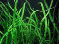 Cryptocoryne Balansae Large - Live Aquarium Pond Plant - Freshwater Greenery for Aquariums & Ponds