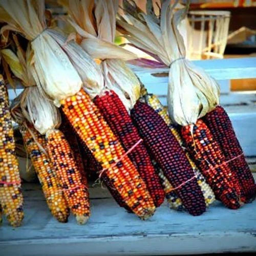 Indian Corn Seeds - Heirloom Non-GMO - 60+ Fresh Zea Mays Everta Seeds for Decorative & Culinary Use