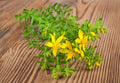 St John Wort Herb Seeds 500 Seeds Hypericum perforatum Medicinal Plant