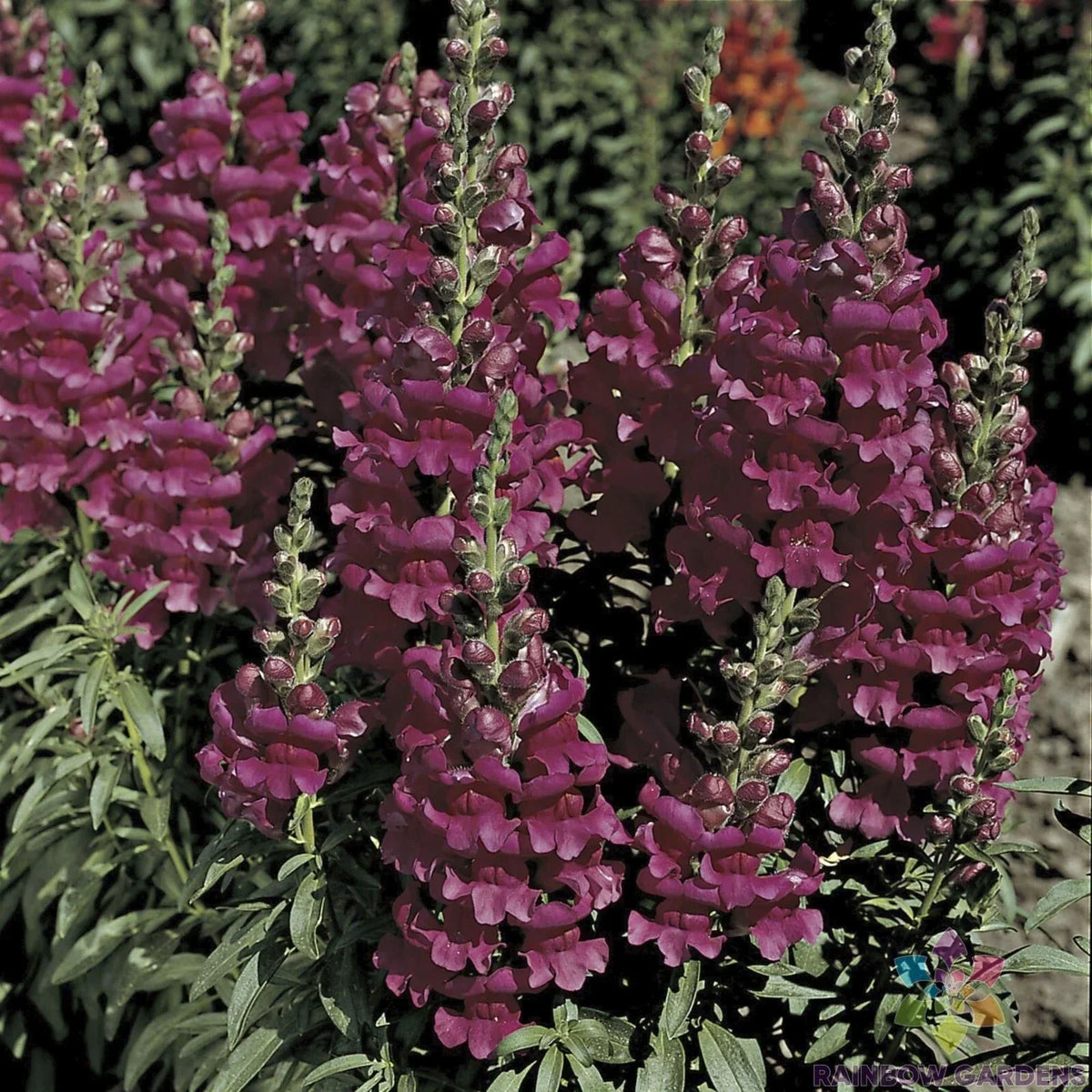Liberty Lavender Snapdragon Seeds - 1000+ Antirrhinum majus - USA Grown