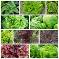 Leaf Lettuce Seeds Collection - Non-GMO, Organic, 10 Varieties, Heirloom, Lactuca sativa