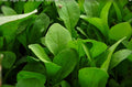 Arugula Seeds - Pack of 2000 Non-GMO Eruca sativa for Home Gardening, Salad Greens, Rocket Salad, Garden Rocket