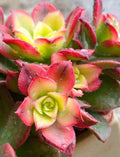 Aeonium Kiwi Variegated Succulent Cutting - 2-3 Inch Easy Care Live Plant (Unrooted) - Perfect for Indoor Gardening