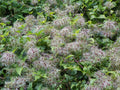 Clematis Seeds - 30 Count - Traveller's Joy & Old Man's Bear (Clematis vitalba) Climbing Vine for Gardens & Fences