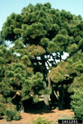 Loblolly Pine Tree Live Plant Set of 2 - Pinus taeda 12-16 Inches Hardy Zones 5-9