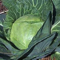 Late Flat Dutch Cabbage Seeds - 400+ Heirloom NON-GMO Brassica oleracea var. capitata for Home Garden
