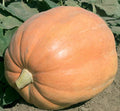 Mammoth Gold Giant Pumpkin Seeds - Heirloom Organic Non-GMO - 10 Pack - 40-60 lbs (Cucurbita maxima)