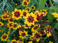Plains Coreopsis Seeds - Bulk Pack - Wildflower Variety - Coreopsis tinctoria