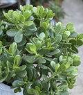 Jade Plant - 1 Gallon Rooted Succulent Crassula ovata Indoor Houseplant Easy Care