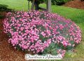 Allwood's Pink Carnation Seeds - 200+ Pack | Dianthus caryophyllus USA