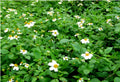 Spanish Needle Seeds Pack - 100+ Biden alba, Bright Yellow Flowers, Attract Pollinators, Easy to Grow, Wildflower, Ground Cover