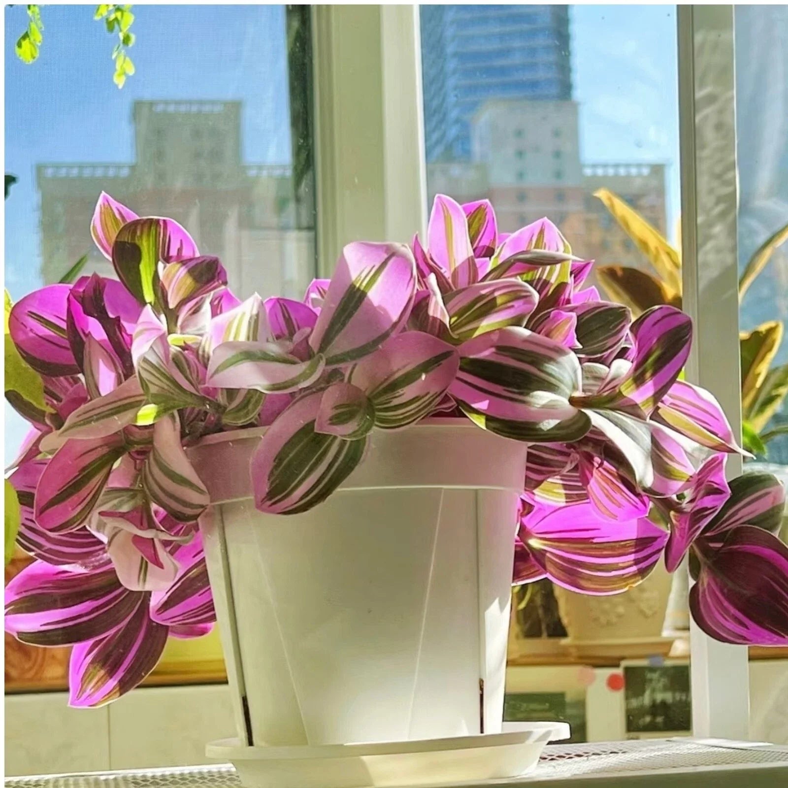 Unrooted Tradescantia Nanouk Cuttings 3-4" Rare Pink Wandering Jew Houseplant - Perfect for Home Decor and Plant Lovers