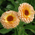 Calendula Seeds - Pink Surprise - Edible Heirloom Flowers - Non-GMO Calendula officinalis Gardening Seeds
