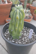 Crested Cactus Bare Root Myrtillocactus Geometrizans Succulent Plant - Unique Crested Shape, Drought-Resistant, Indoor/Outdoor