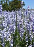 Rocket Larkspur Seeds - Light Blue Non-GMO Cut Flowers for Pollinators, Delphinium ajacis, 500 Pack